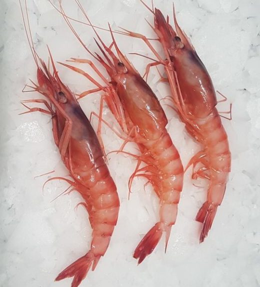 gamba de palamos