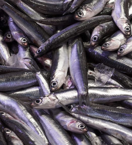 Fresh raw anchovies at fish market