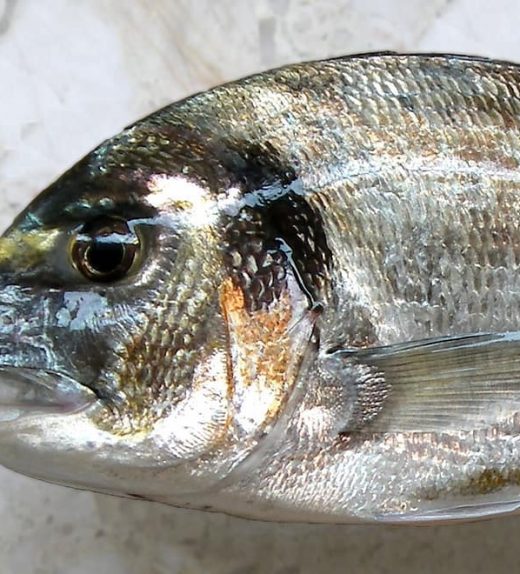 dorada de costa